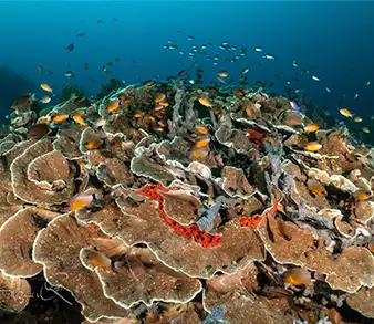 Plongée dérivante Coconut Point à Apo Island